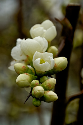 Blüten
