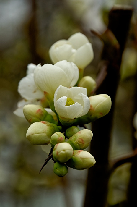 Blüten