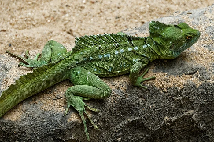 Üstlicher Kronenbasilisk