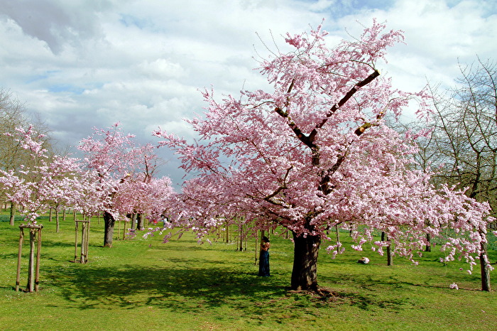 Kirschblüte