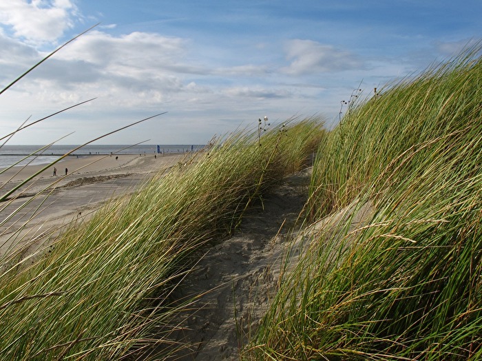 Düne