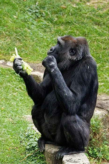 Gorilla