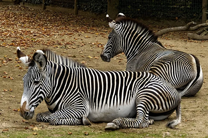 Zebras