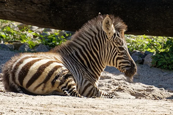 young zebra