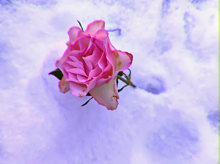 im Schnee