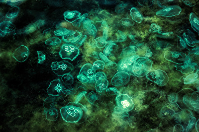 somethinginthewater