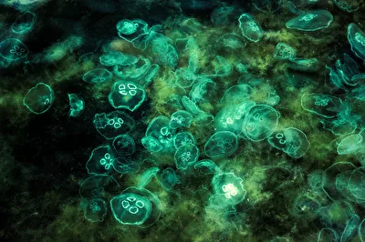 somethinginthewater