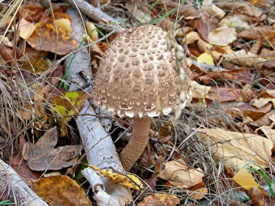 Pilz