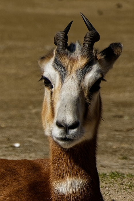 Mhorrgazelle