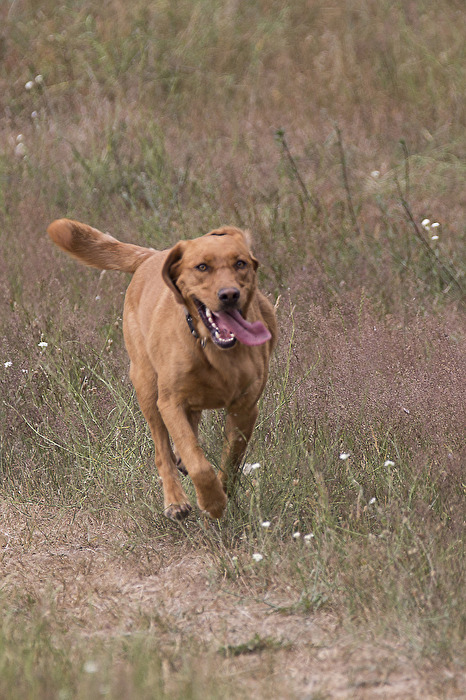 Mein Hund will zu mir