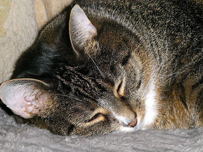 meine Katze Emmi