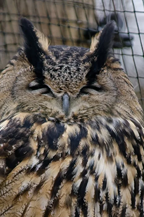 Hibou grand-duc