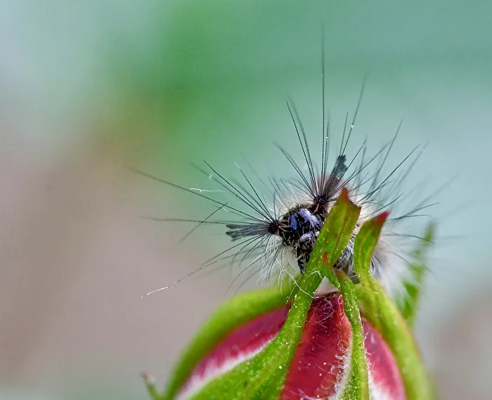 Caterpillar Portrait