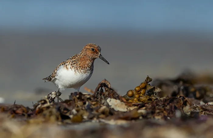 Little Stint (Calidris minuta)