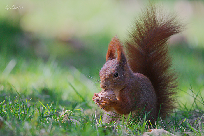Pillnitzer Hörnchen