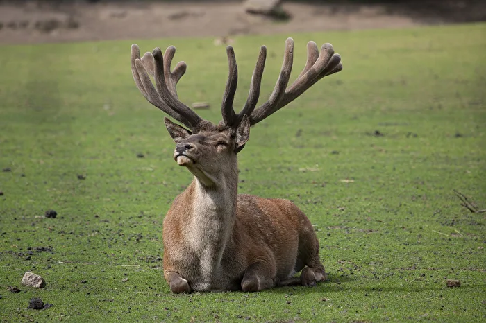Proud Stag