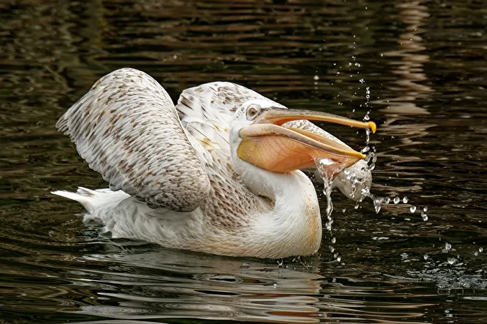 Pelican
