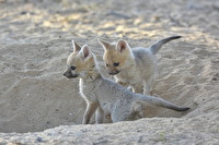 Junge Kap-Wüstenfüchse