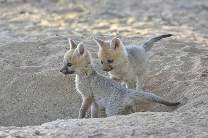 Junge Kap-Wüstenfüchse