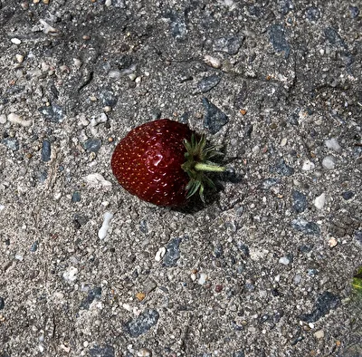 Die verlorene Erdbeere