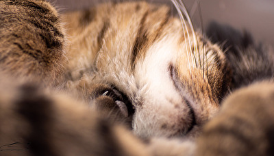 Poussy