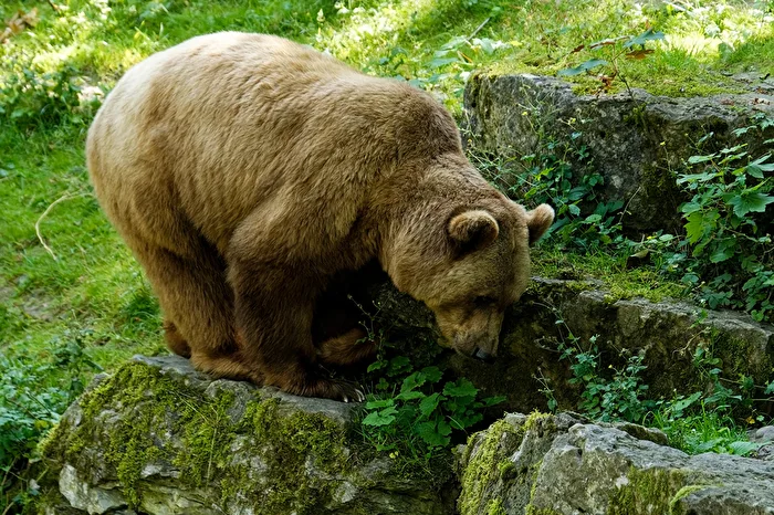 Orso bruno