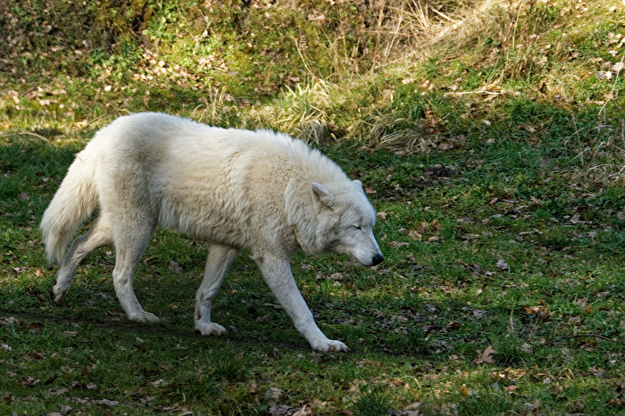 Polarwolf