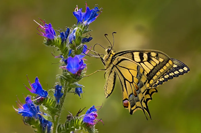 Swallowtail
