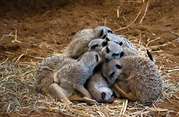 Kuschelparty