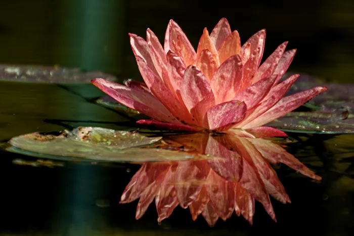 Seerose