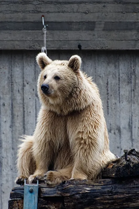 Syrian Brown Bear
