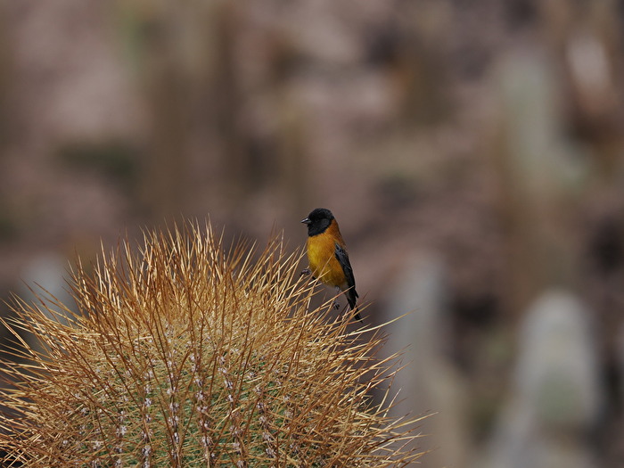 Kaktus - mit Bewohner