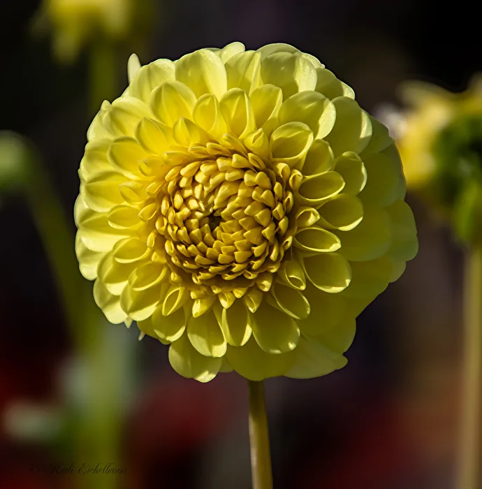 gelbe Blume