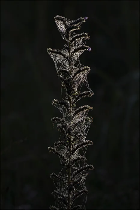 Spider web