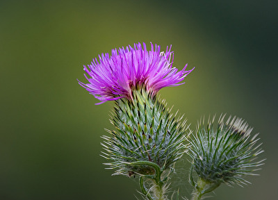 Distel