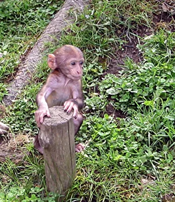 Berberbaby