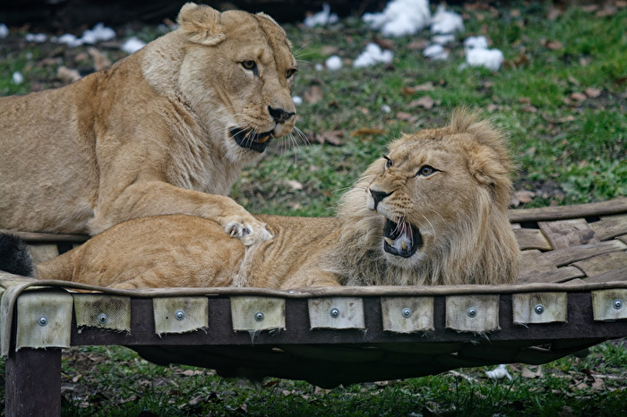 Löwen