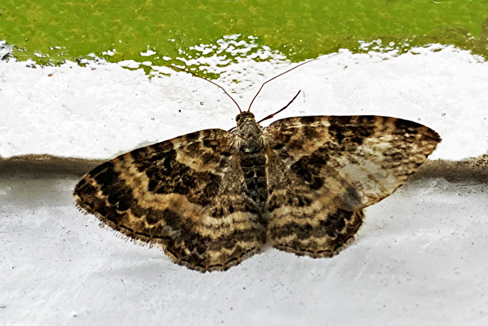 "dingy skipper" ?