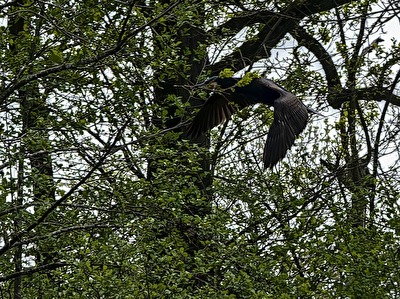 Baumaterial per Luftfracht