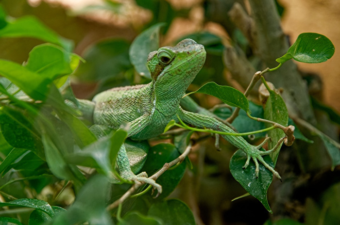 Kronenbasilisken