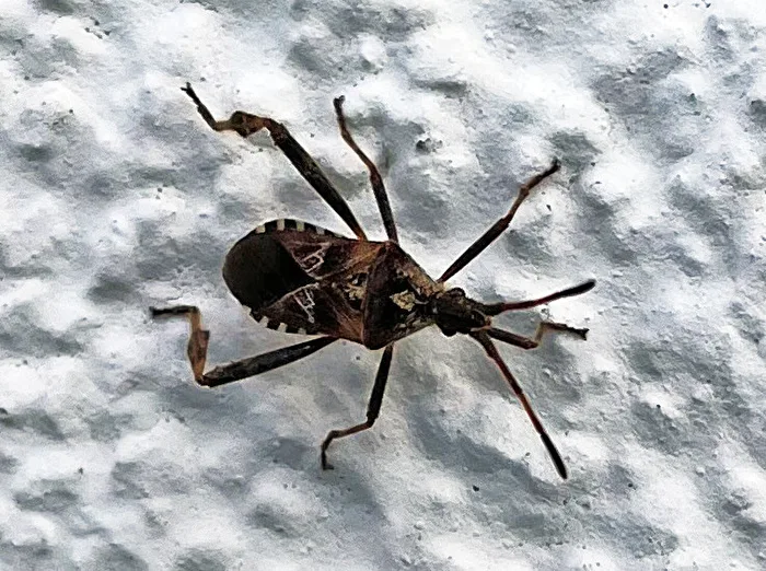 American Pine Bug