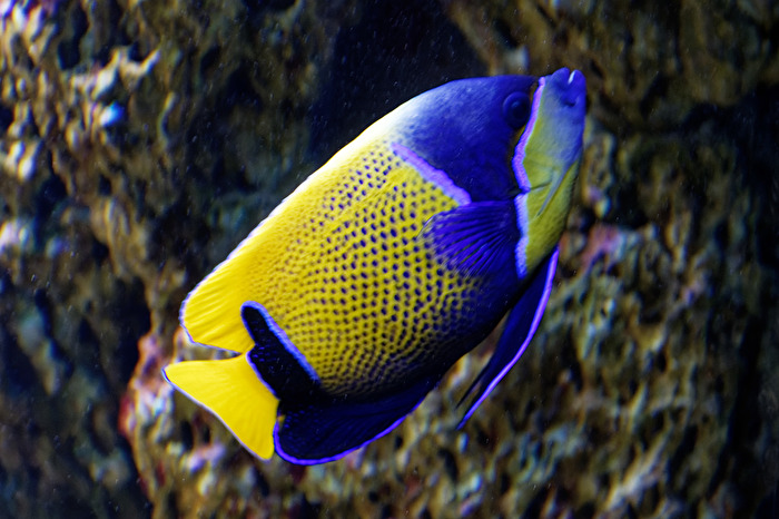 Kaiserfisch
