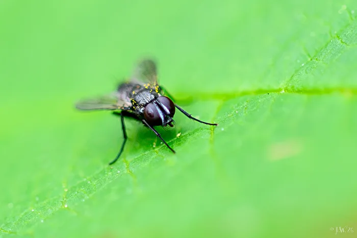 Little fly