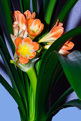 Blüte vom Clivia pflanze