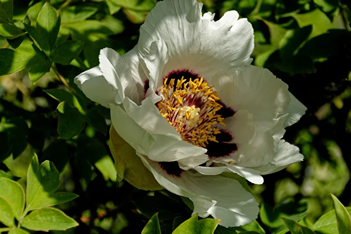 Peony