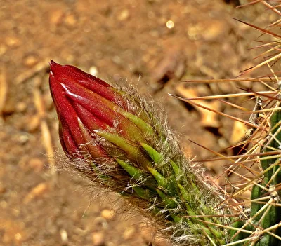 Auch Knospen sind schön