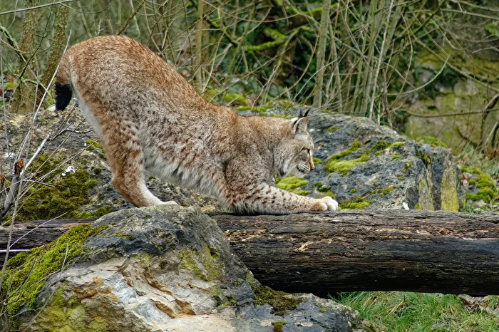 Lynx