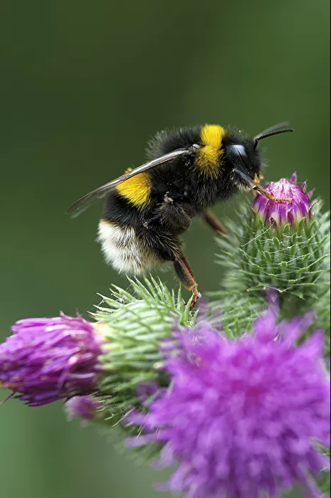 Hummel auf Distelblüten
