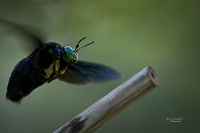 Anflug