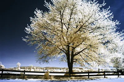 Baum